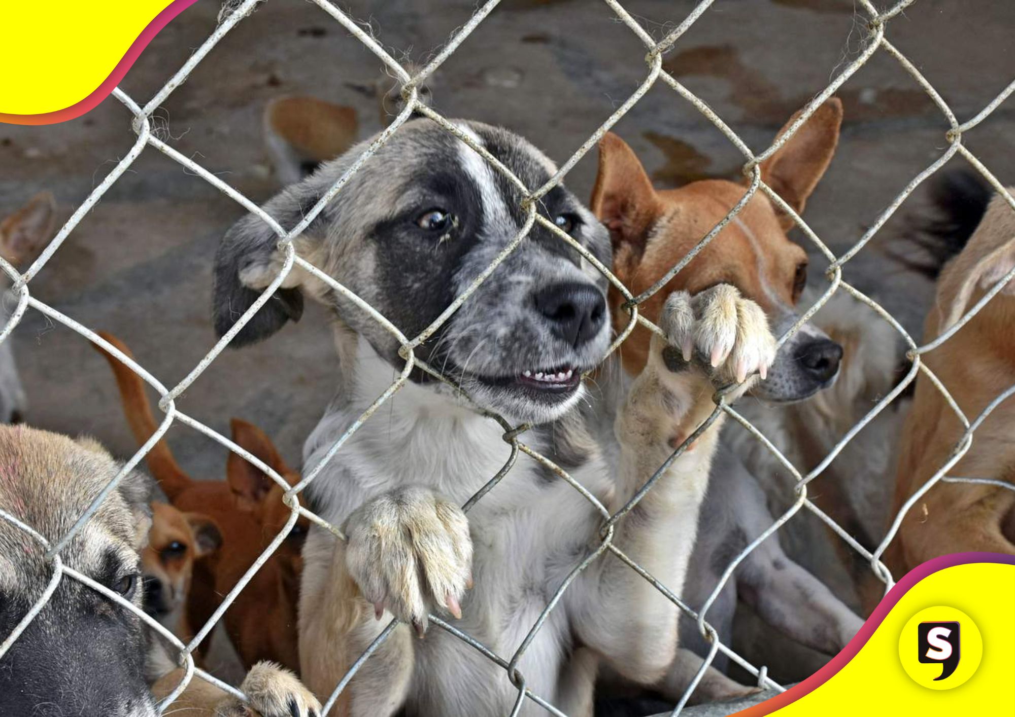 Control Canino