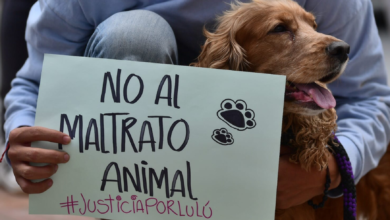 Congreso reparación animal