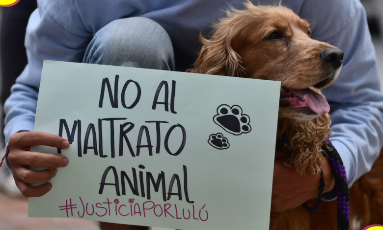Congreso reparación animal