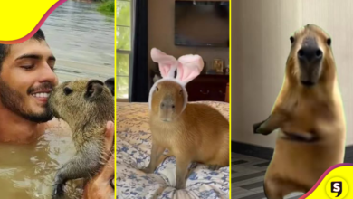¡Capibara, capibara! Los animales más famosillos de TikTok.