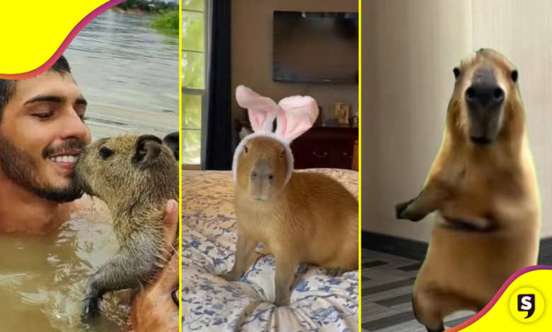 ¡Capibara, capibara! Los animales más famosillos de TikTok.