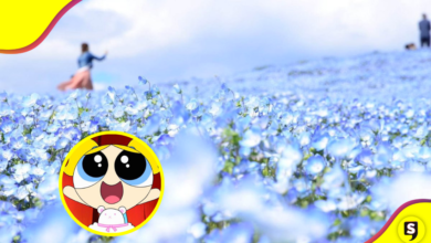 ¡Mar de flores! Así se ve el llamado 'Parque celestial' en su mejor época.