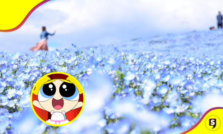 ¡Mar de flores! Así se ve el llamado 'Parque celestial' en su mejor época.