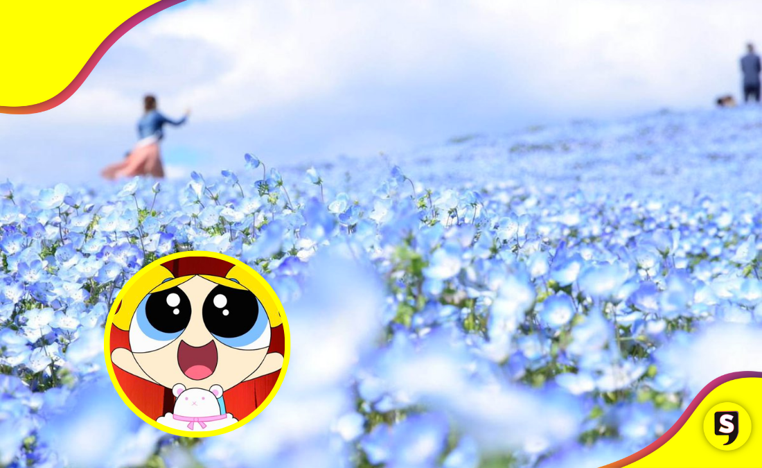 ¡Mar de flores! Así se ve el llamado 'Parque celestial' en su mejor época.
