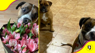 ¡Desgarrador es poco! Les confiaron el cuidado de sus perritos y se los entregan muertos.