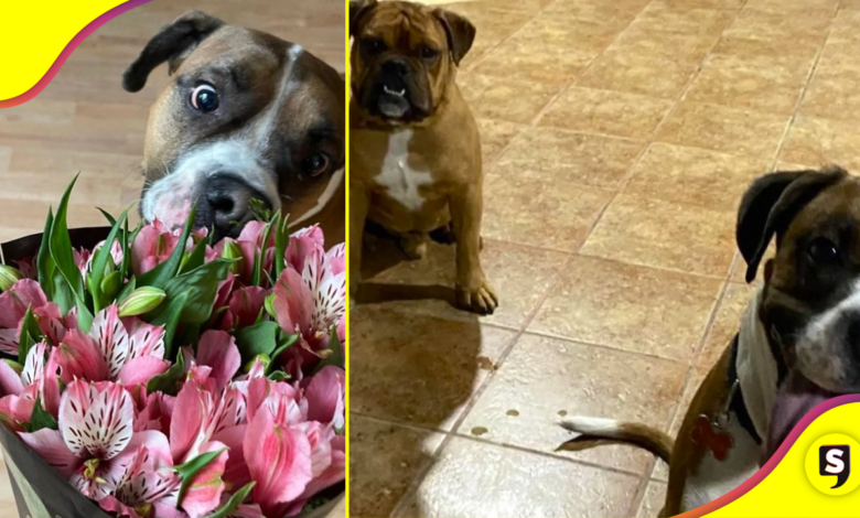 ¡Desgarrador es poco! Les confiaron el cuidado de sus perritos y se los entregan muertos.