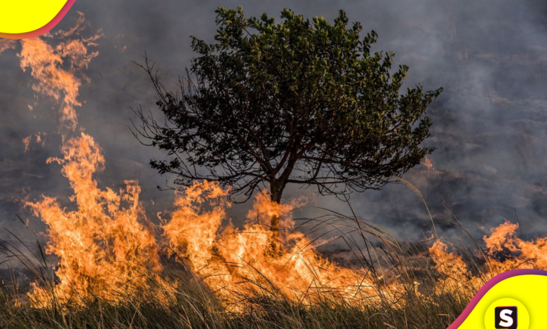 incendios forestales en