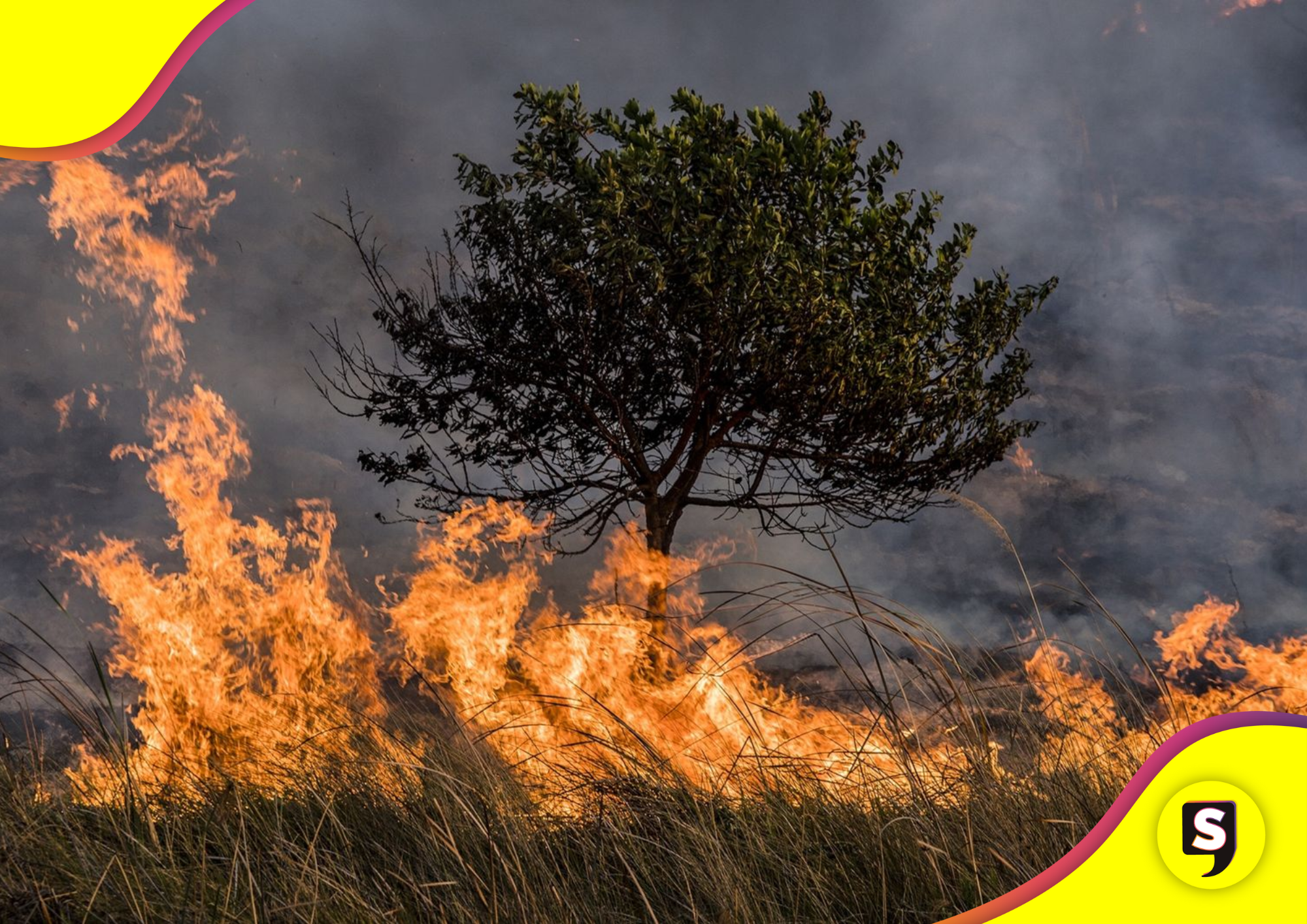 incendios forestales en