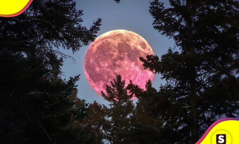Luna llena rosa