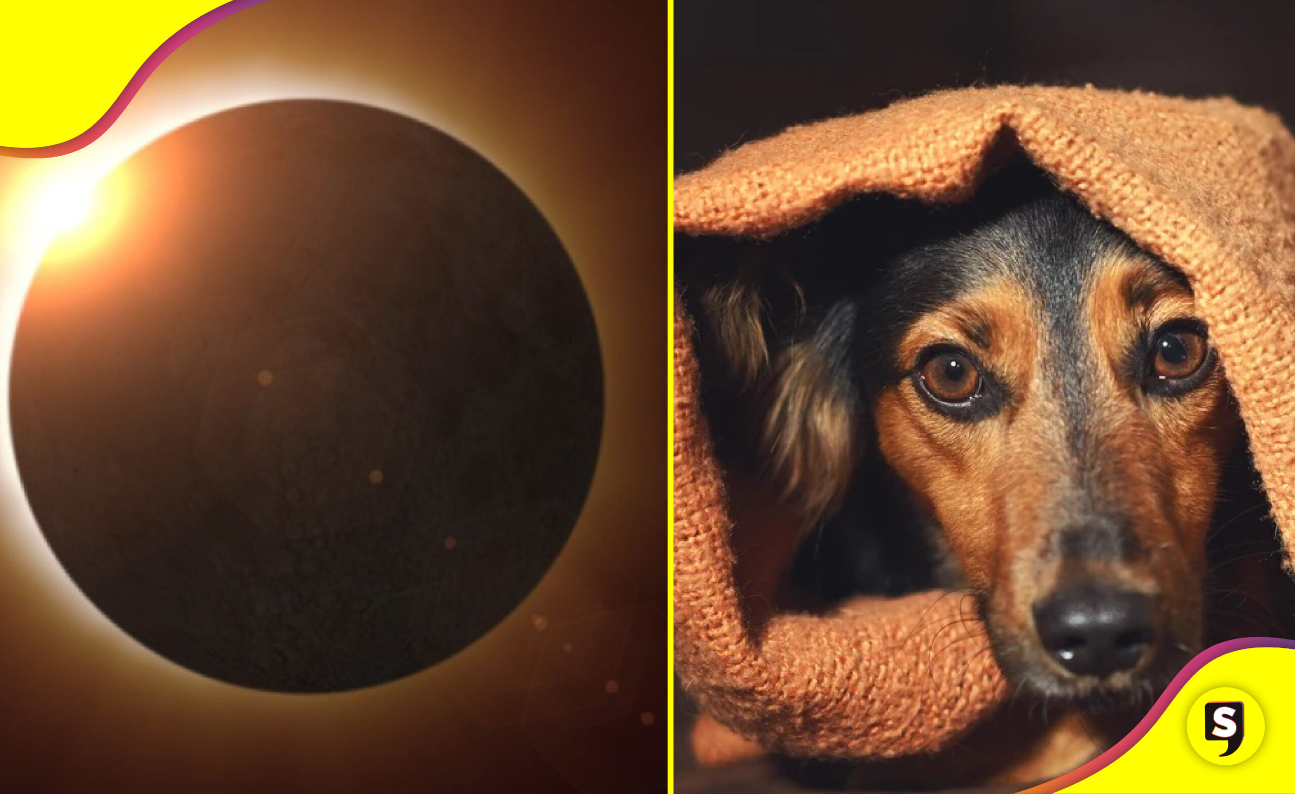 comportamiento de los animales eclipse solar