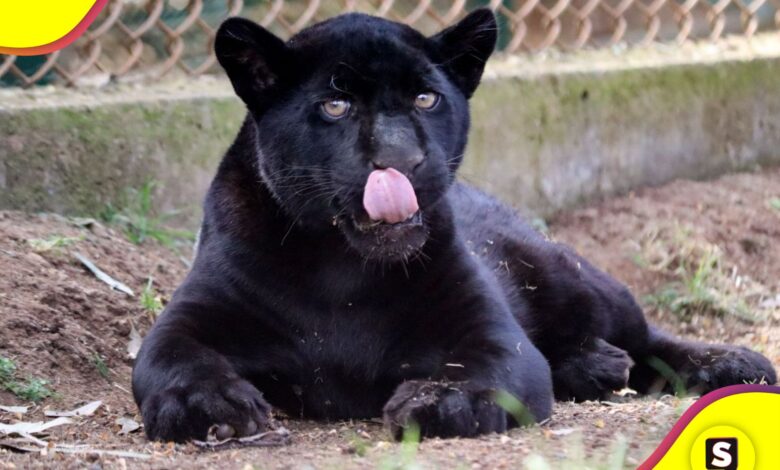 Zoológico de Morelia