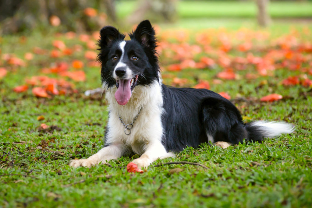 mejores razas de perros guía