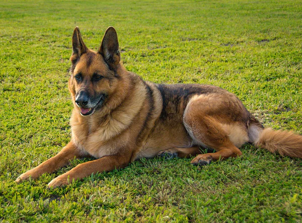 mejores razas de perros guía