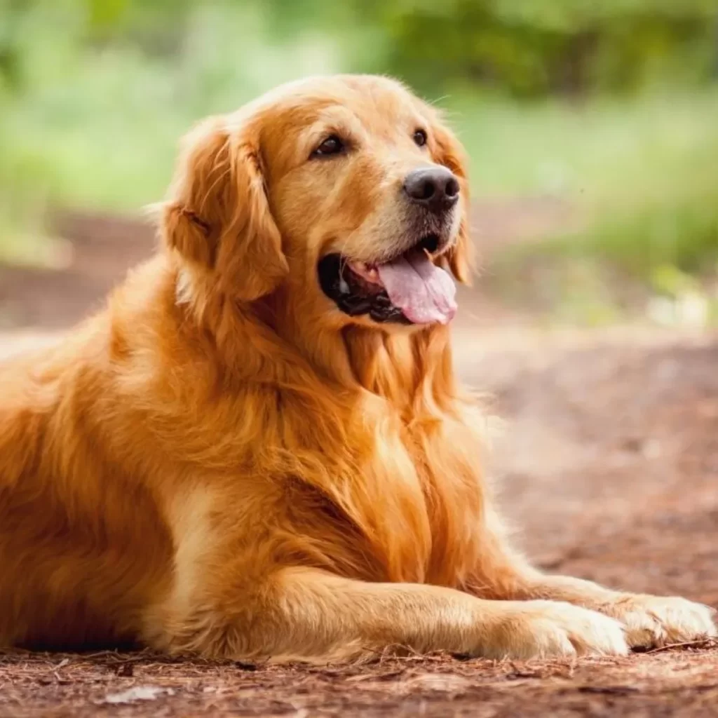 mejores razas de perros guía