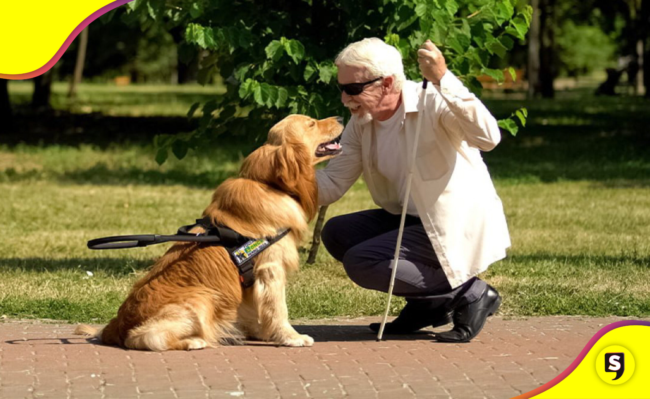 mejores razas de perros guía