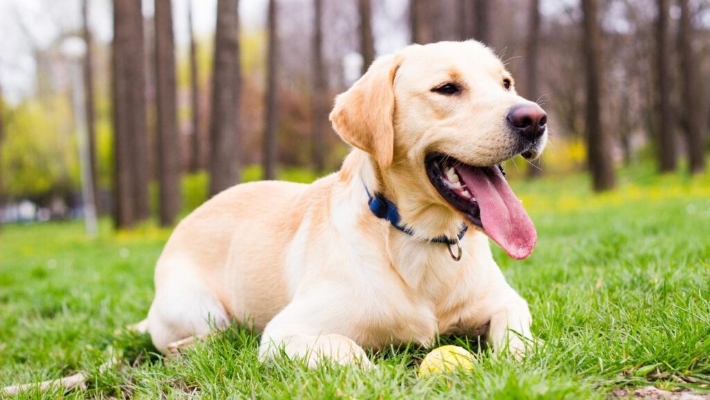 mejores razas de perros guía