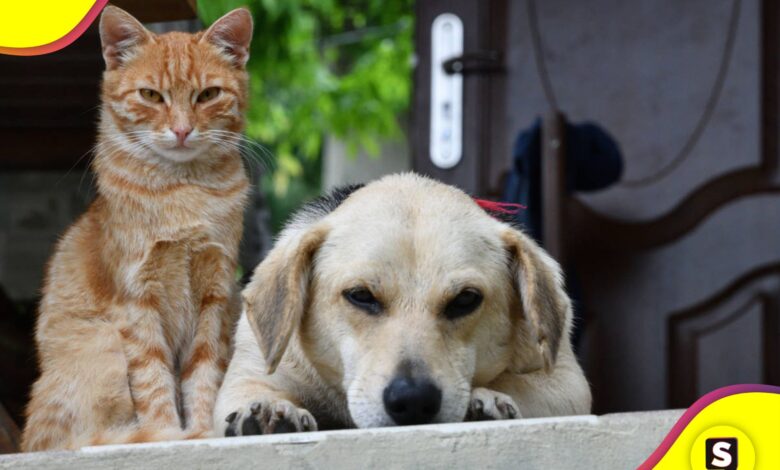 perros y gatos