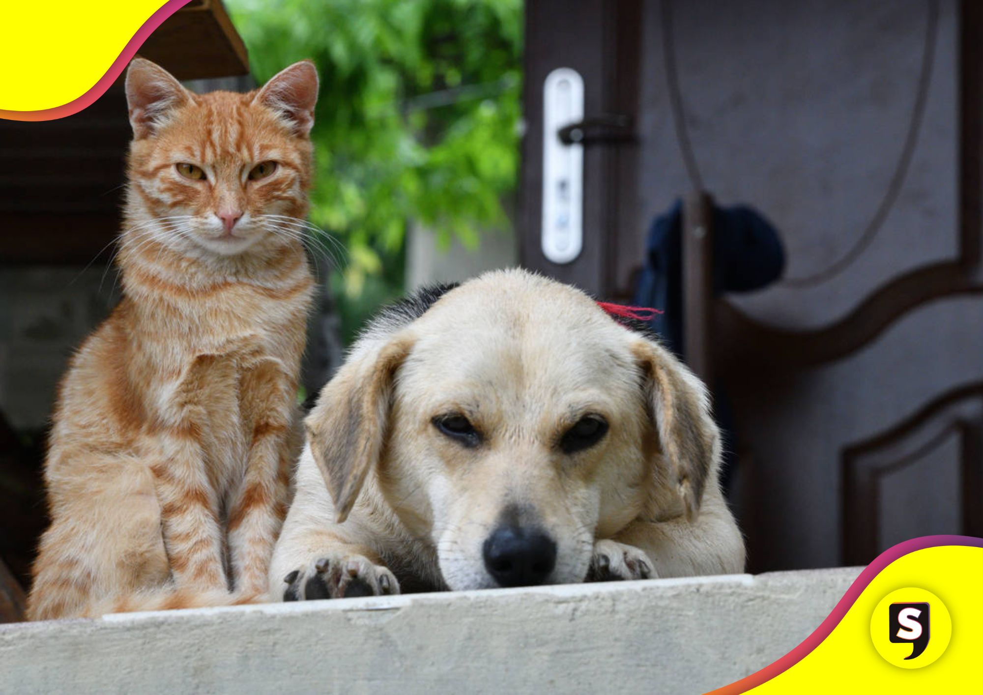 perros y gatos