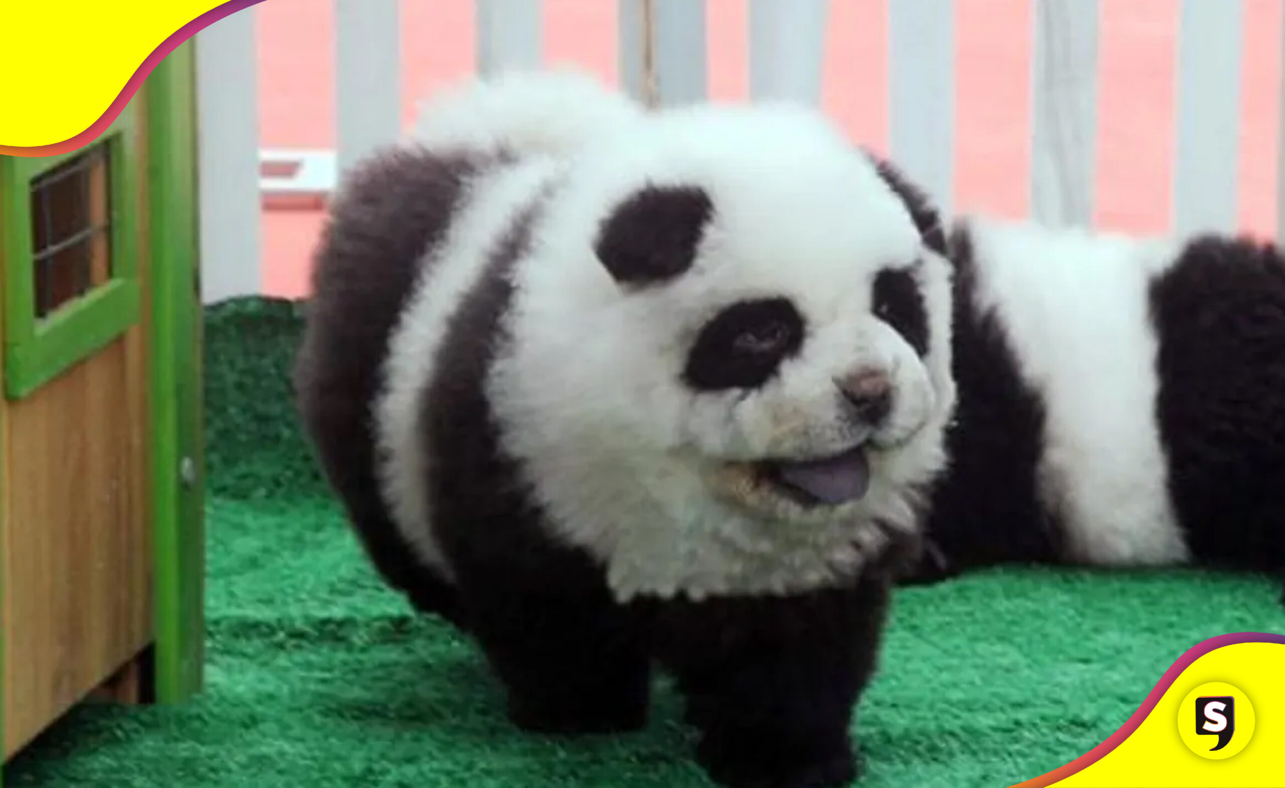 China perros pintados pandas