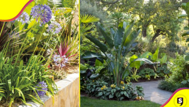 Hogar verde: plantas que puedes tener en casa sin batallar tanto.