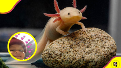 Animalia: una expo en la que podrás observar varios animales exóticos .