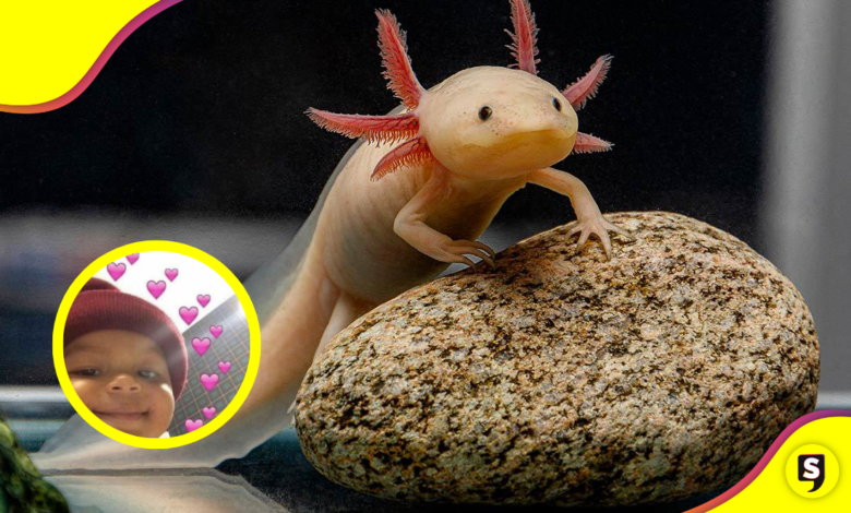 Animalia: una expo en la que podrás observar varios animales exóticos .