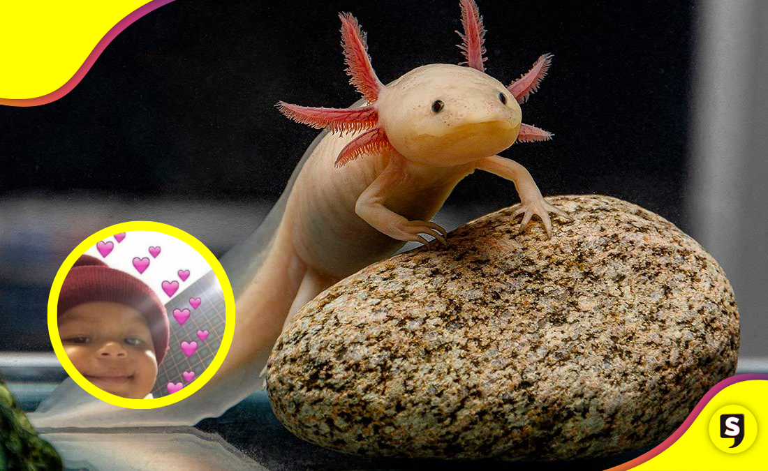 Animalia: una expo en la que podrás observar varios animales exóticos .