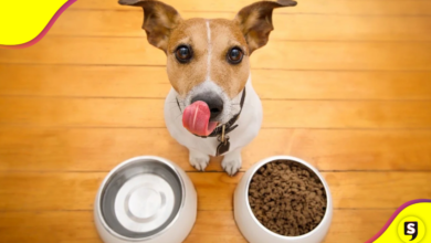 5 alimentos que no deben comer tu peludito.