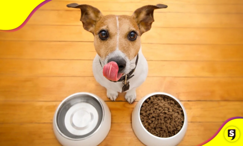 5 alimentos que no deben comer tu peludito.