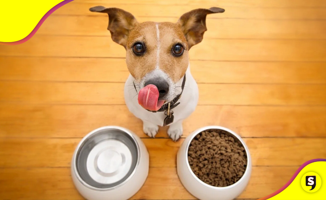 5 alimentos que no deben comer tu peludito.