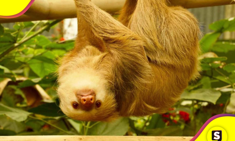 zoológicos estatales