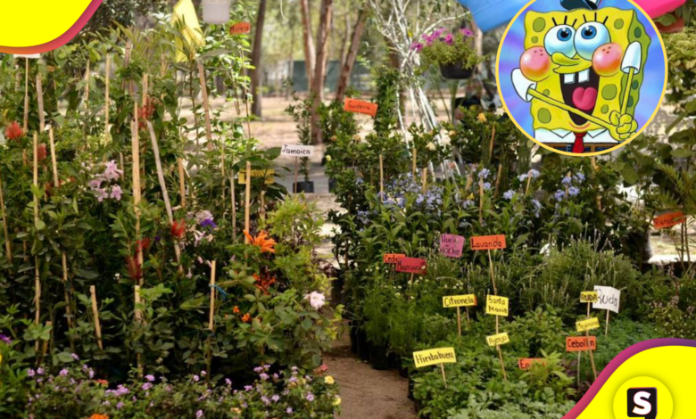 Festival Hidalgo Verde