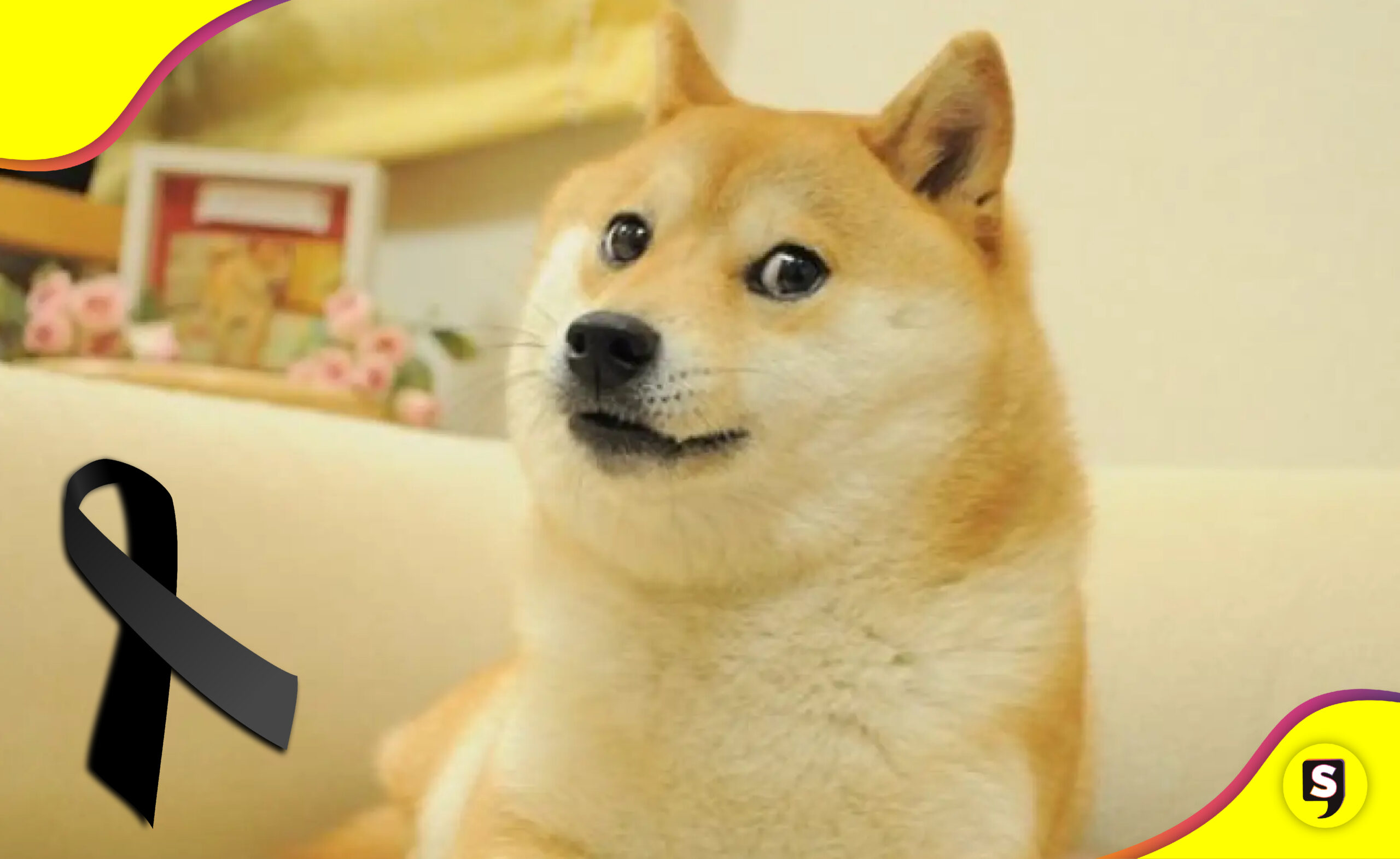 Kabosu perrita del meme "Doge"