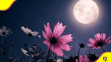 Luna de flores 2025