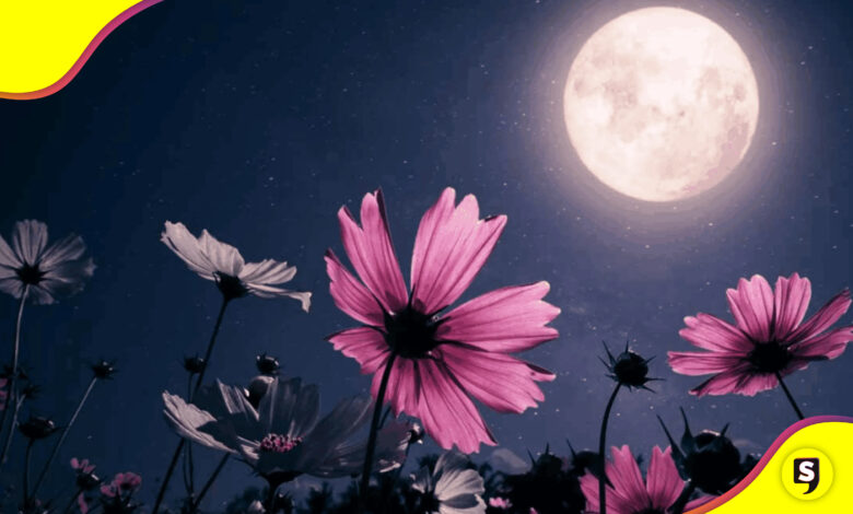 Luna de flores 2025