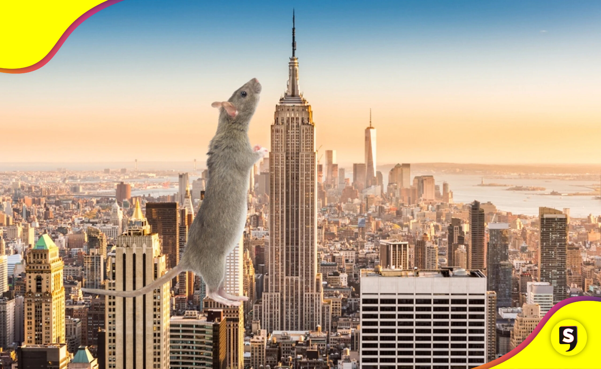 New York cumbre ratas