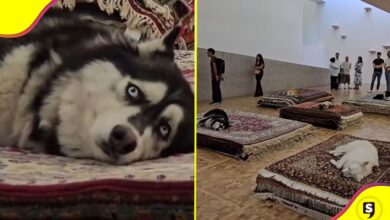 perros exposición Museo Tamayo