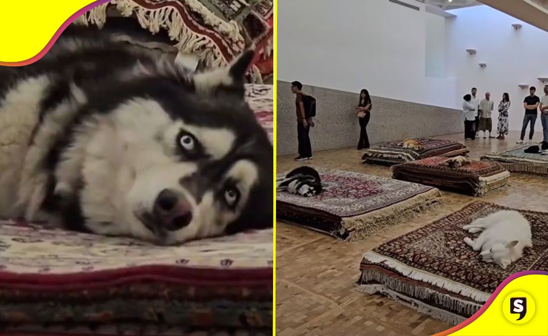 perros exposición Museo Tamayo