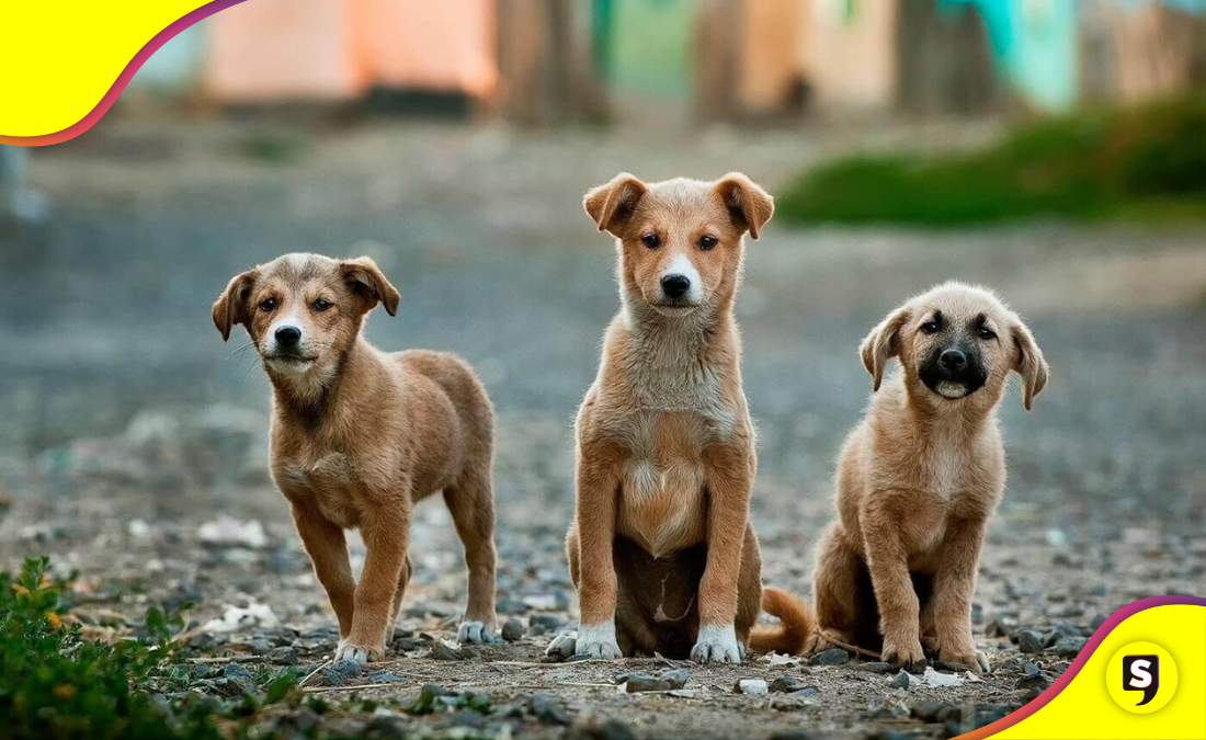 callejeros