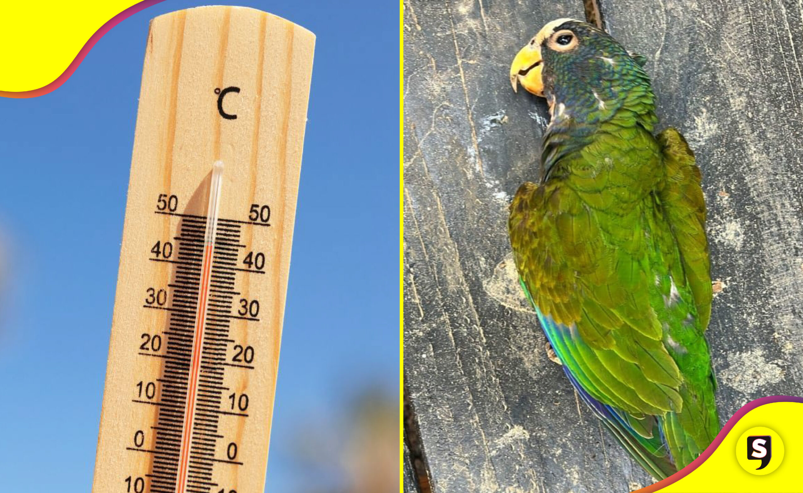 calor aves muertas en San Luis Potosí