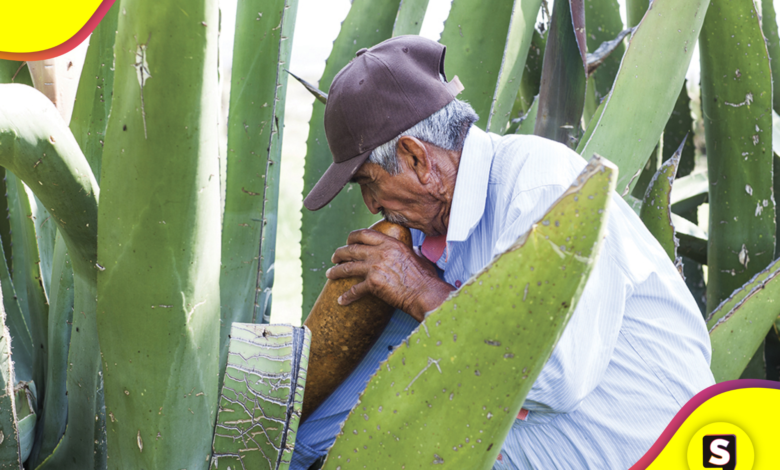 campesinos