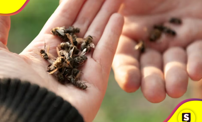 de abejas