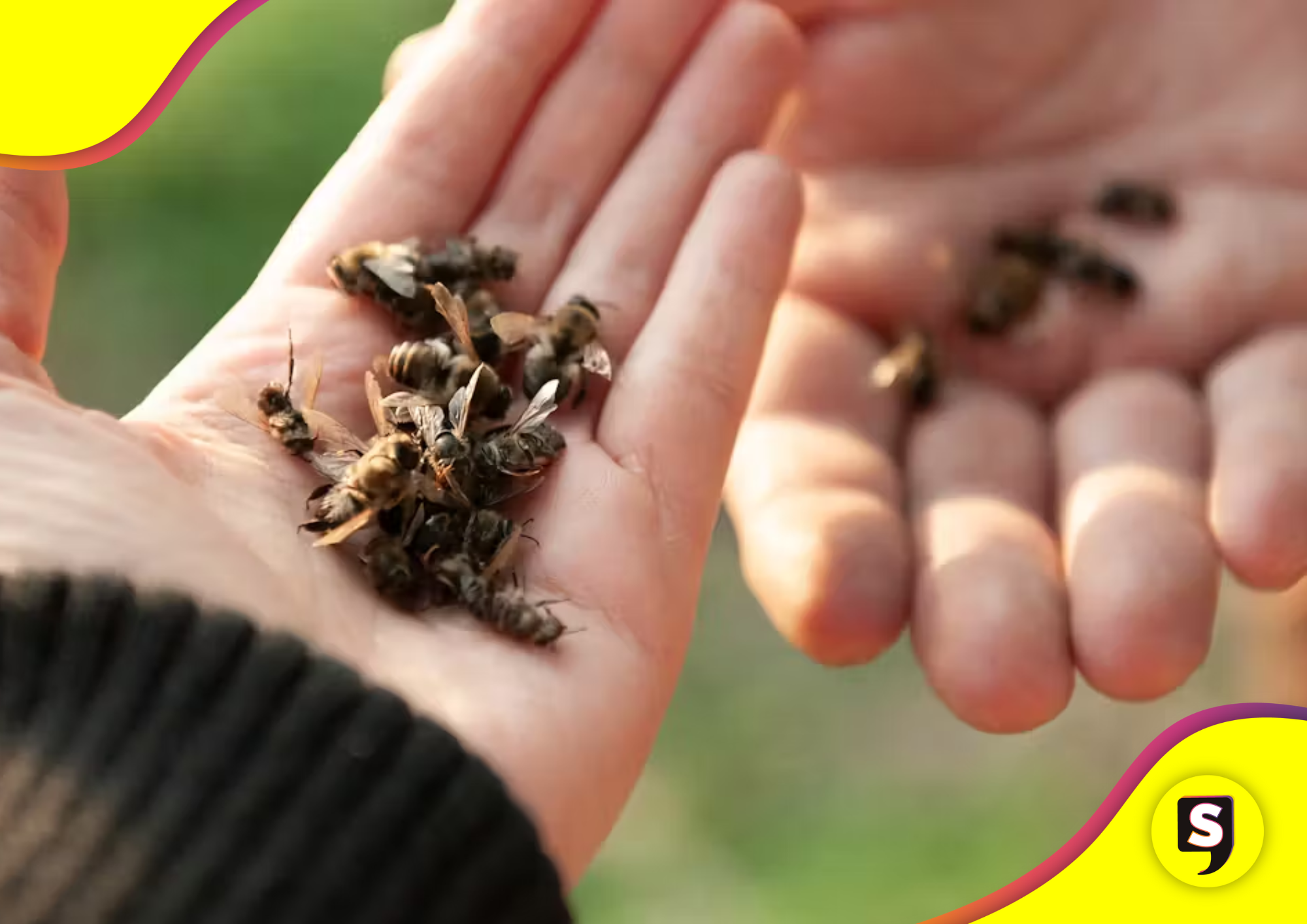 de abejas