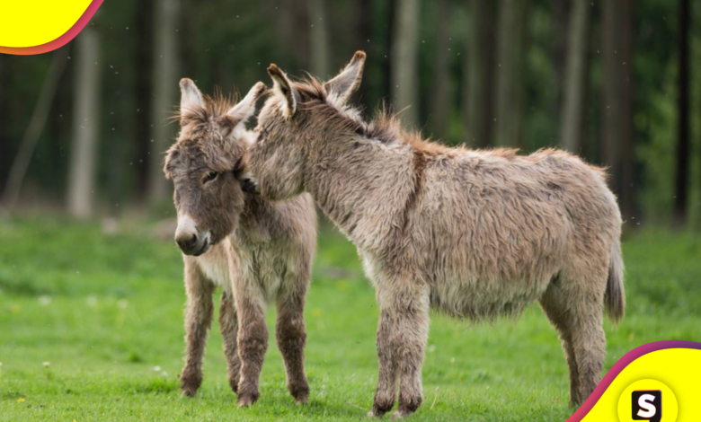 del burro