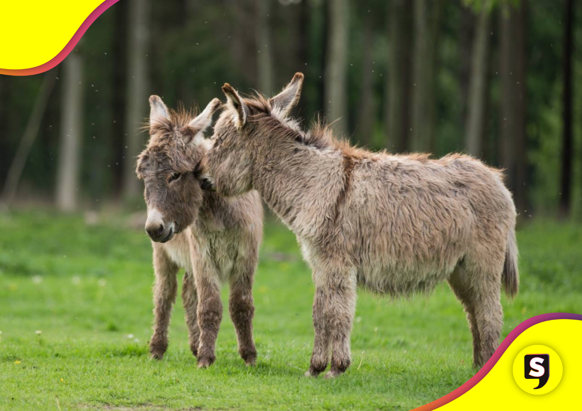 del burro