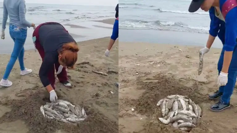 peces muertos