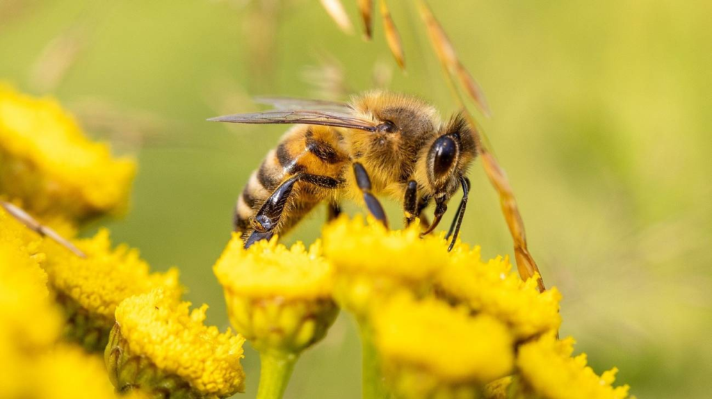 de abejas