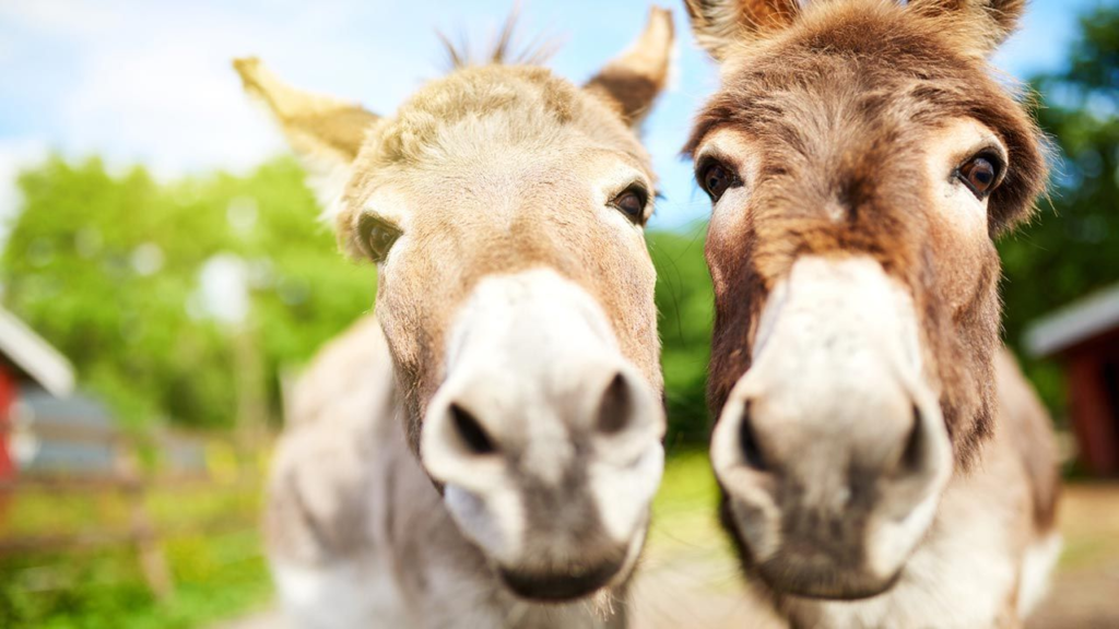 del burro
