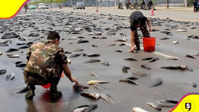 lluvia de peces en Irán
