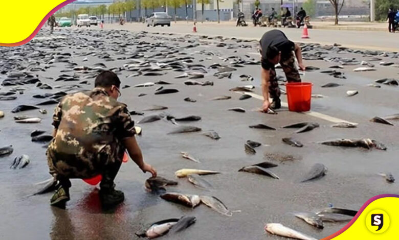 lluvia de peces en Irán